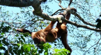 Nasce primeiro filhote de bugio reintroduzido no Parque Nacional da Tijuca